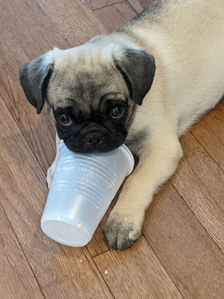puppy